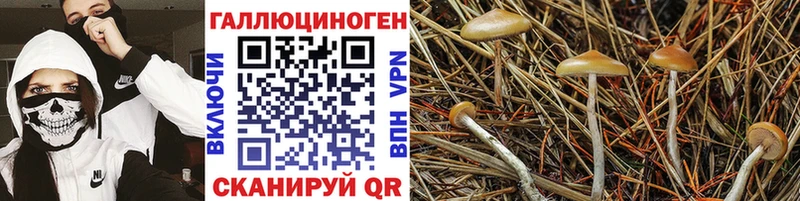 Псилоцибиновые грибы мицелий  наркошоп  Заволжье 